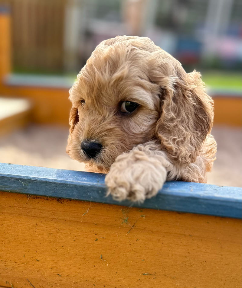 Valpar från Vaktmästarbostället Kennel