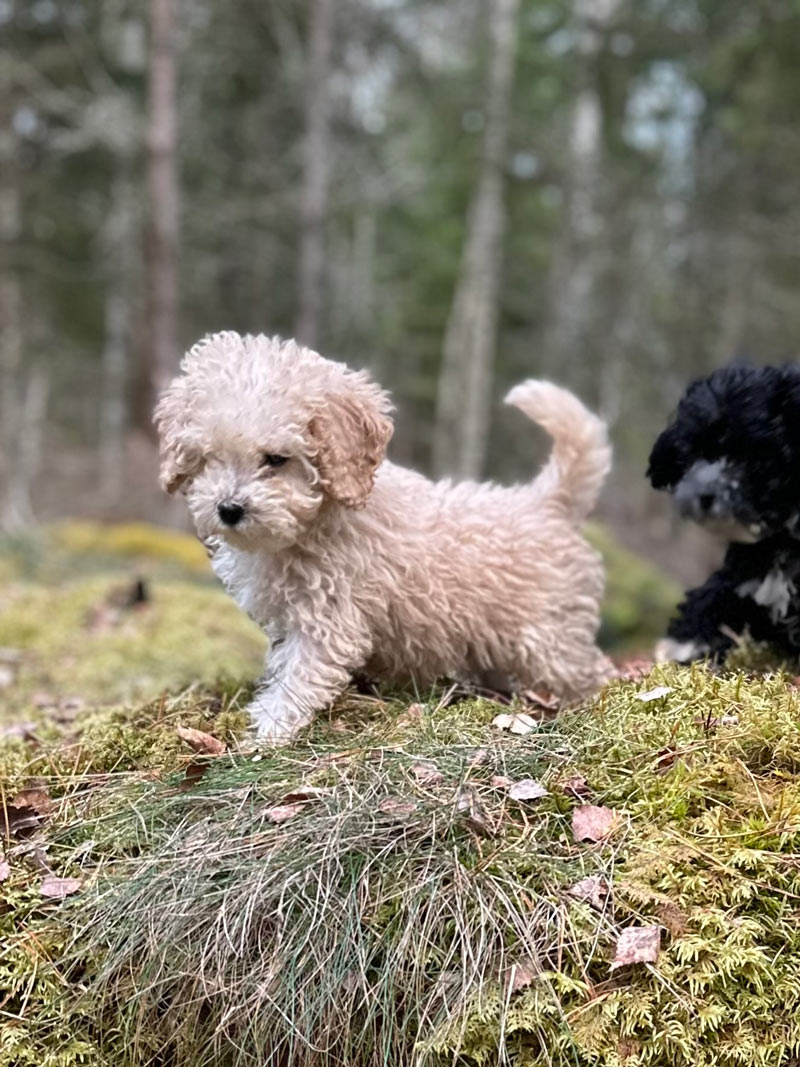 Valpar från Vaktmästarbostället Kennel