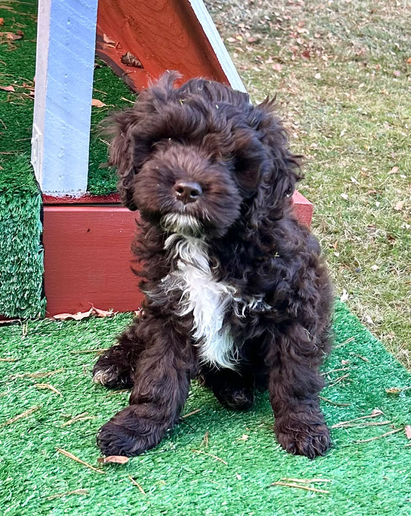 Valpar från Vaktmästarbostället Kennel