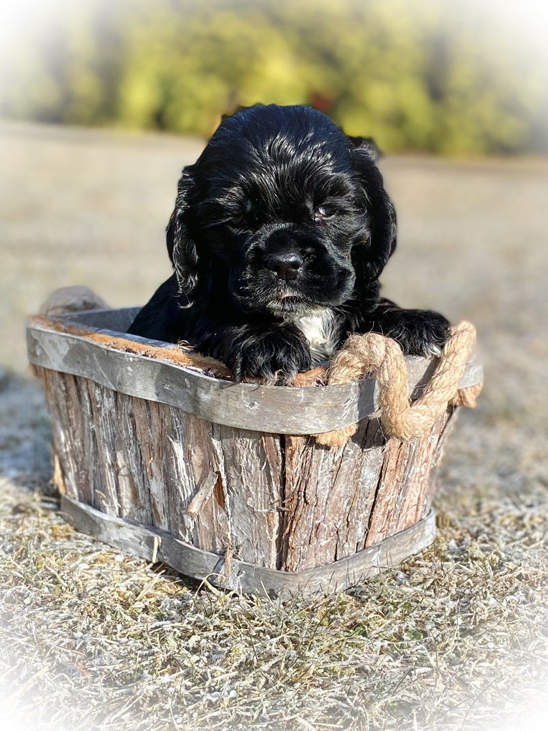 Valpar från Vaktmästarbostället Kennel