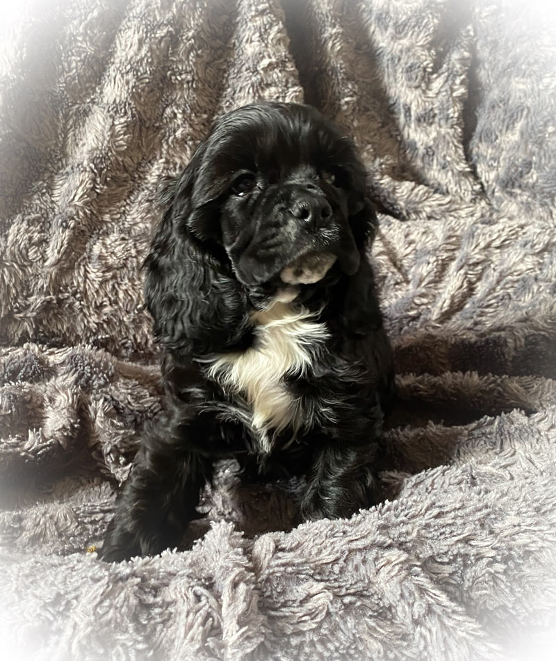 Valpar från Vaktmästarbostället Kennel