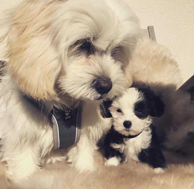 Valpar från Vaktmästarbostället Kennel