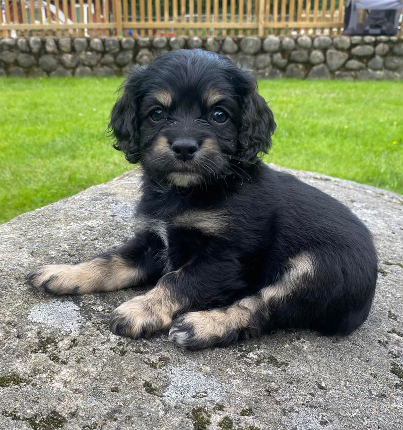 Valpar från Vaktmästarbostället Kennel