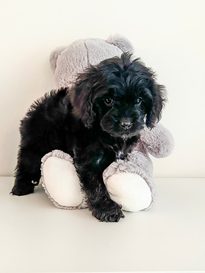 Valpar från Vaktmästarbostället Kennel