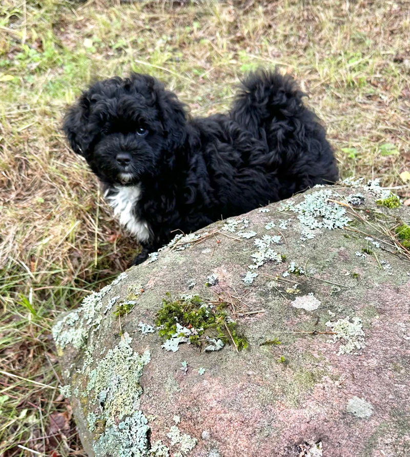 Valpar från Vaktmästarbostället Kennel