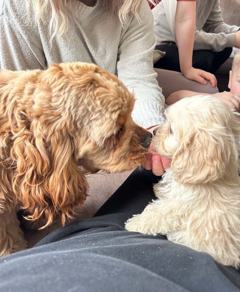 Valpar från Vaktmästarbostället Kennel