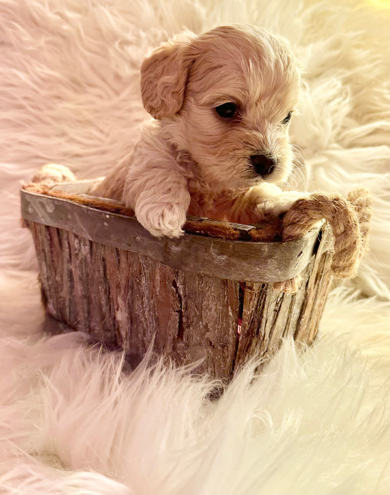 Valpar från Vaktmästarbostället Kennel