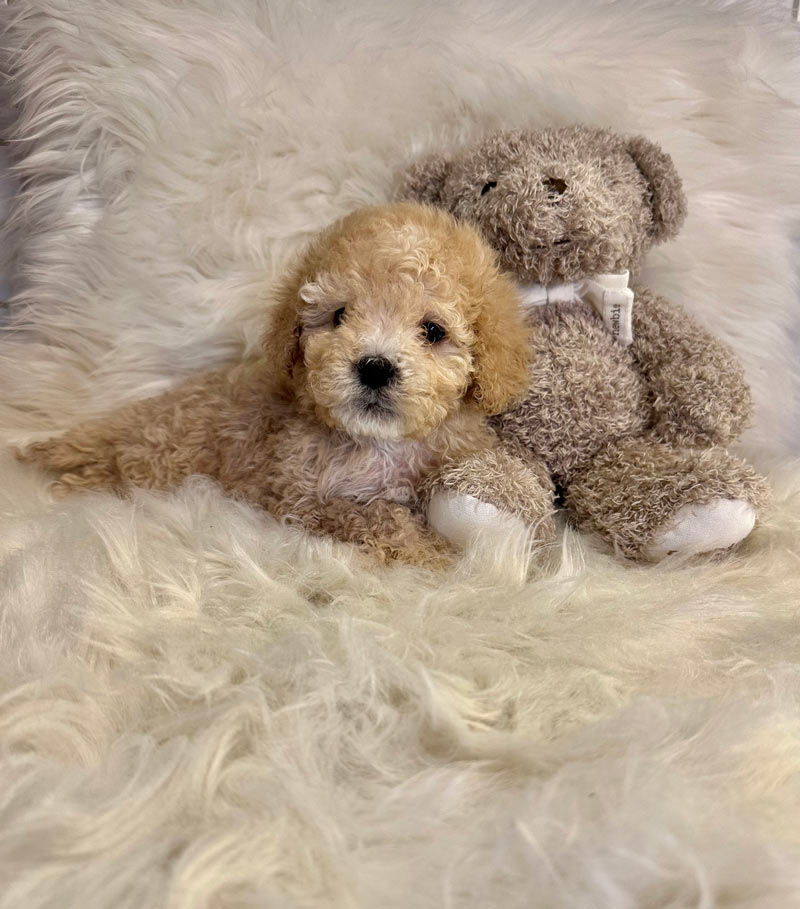 Valpar från Vaktmästarbostället Kennel