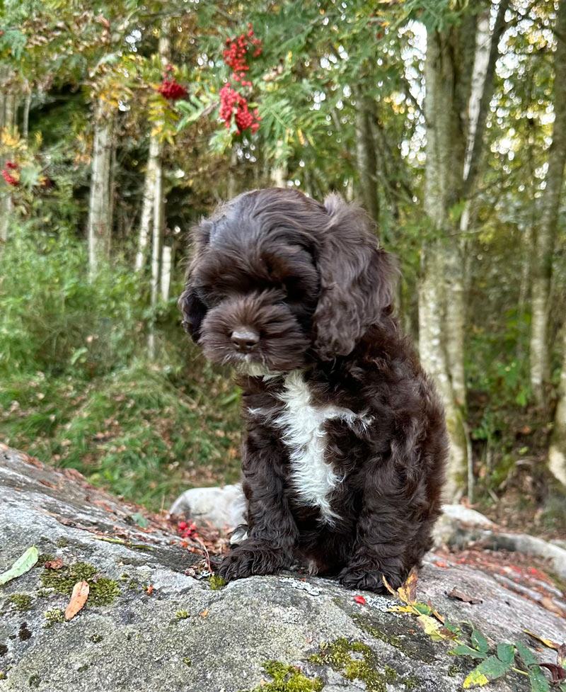 Valpar från Vaktmästarbostället Kennel
