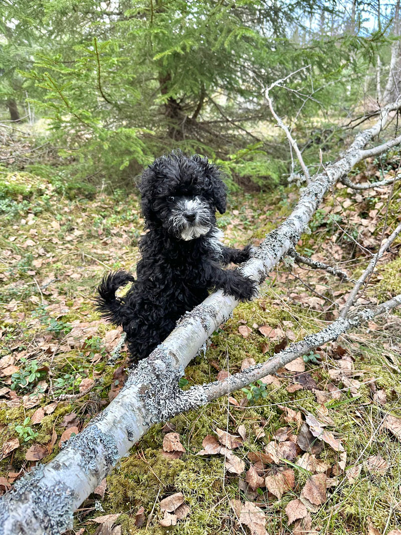 Valpar från Vaktmästarbostället Kennel