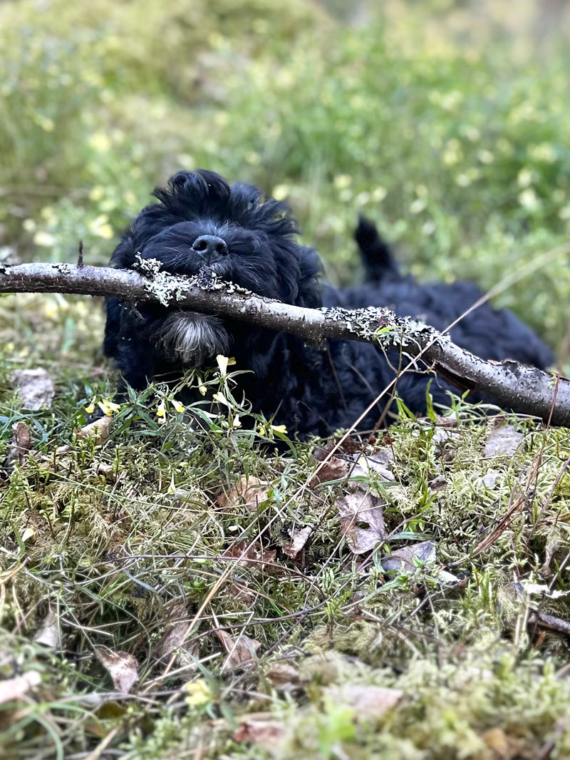 Valpar från Vaktmästarbostället Kennel