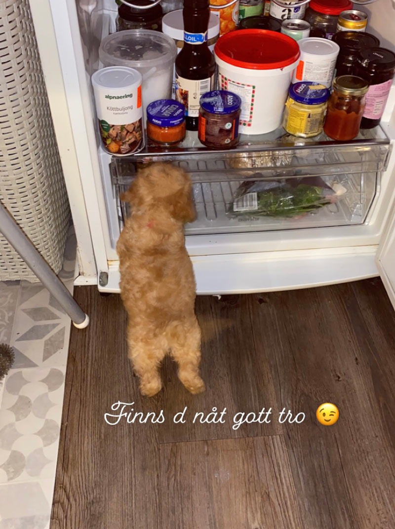 Valpar från Vaktmästarbostället Kennel