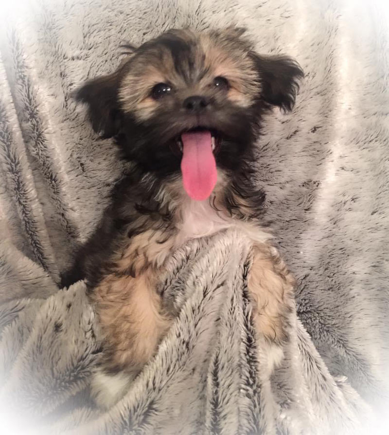 Valpar från Vaktmästarbostället Kennel