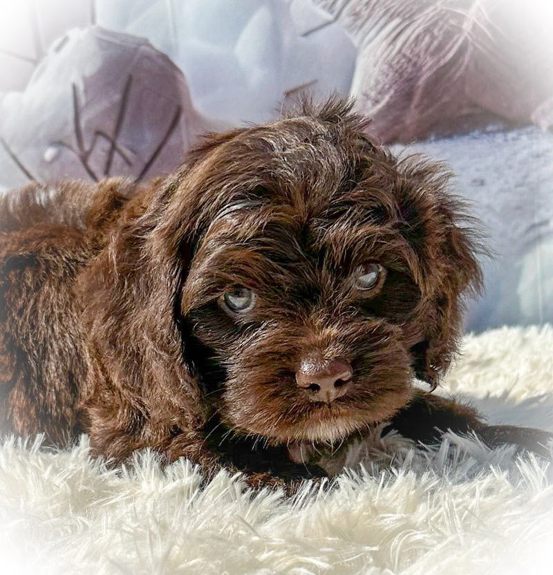 Valpar från Vaktmästarbostället Kennel