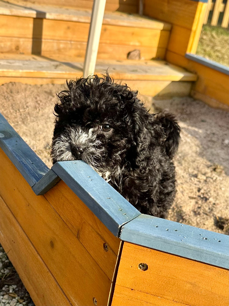 Valpar från Vaktmästarbostället Kennel