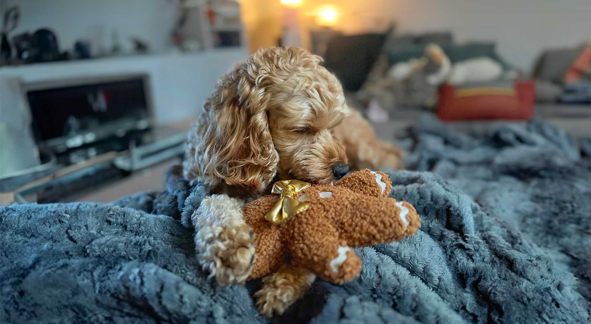 En blond valp ligger på en matta