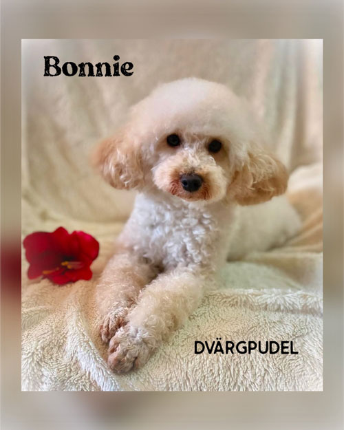 Hunden Bonnie