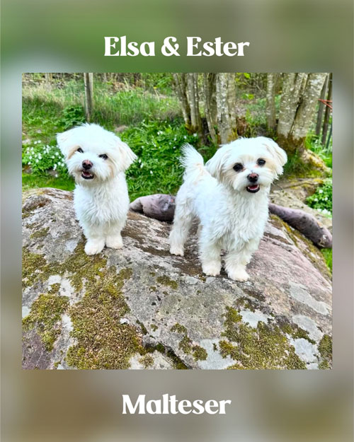 Hundarna Elsa och Ester