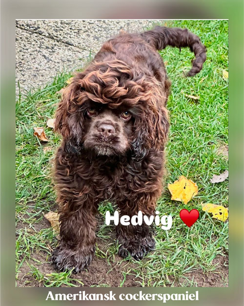 Hunden Hedvig