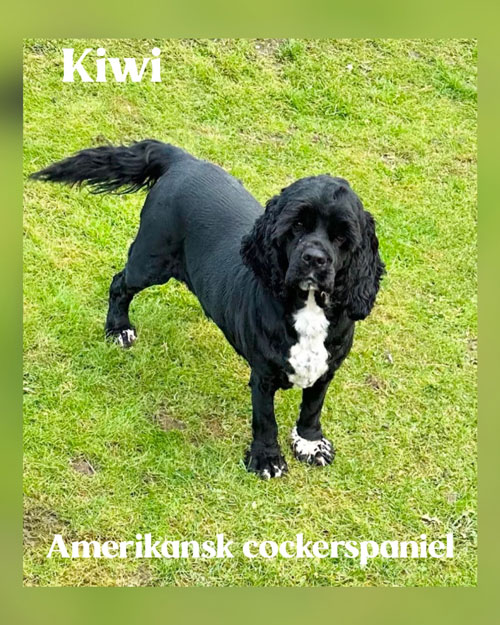 Hunden Kiwi