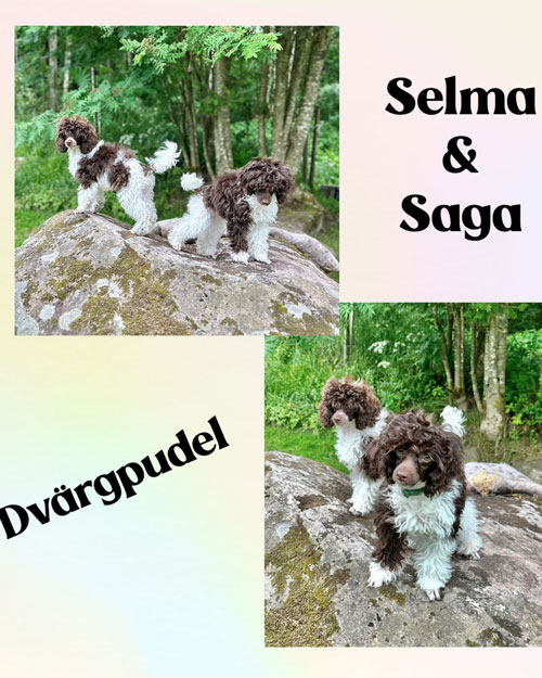 Hundarna Selma och saga 