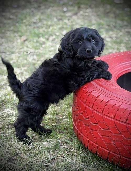 Brun valp vid ett bildäck