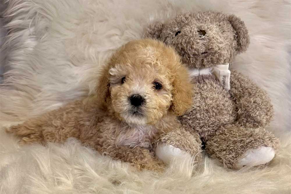 En valp med en teddybjörn